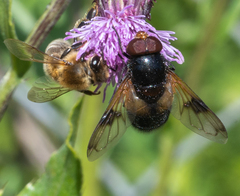 Volucella pellucens