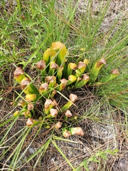Sarracenia minor