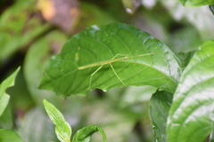 Ocnophiloidea regularis