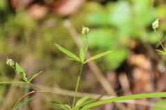 Polygala verticillata isocycla