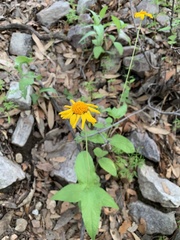 Lasianthaea podocephala