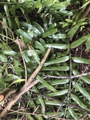 Asplenium oblongifolium