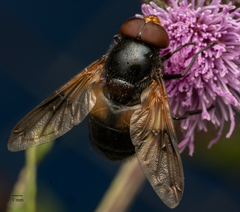 Volucella pellucens