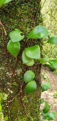 Pyrrosia eleagnifolia