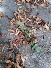 Koelreuteria paniculata