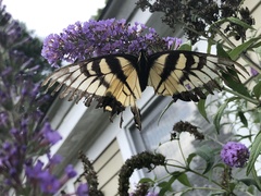 Papilio glaucus