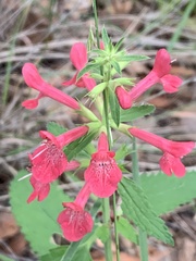 Stachys coccinea
