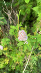 Spiraea alba