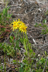 Solidago multiradiata