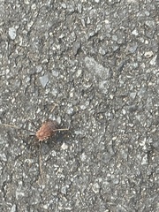 Hadrobunus maculosus