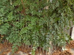 Koelreuteria paniculata