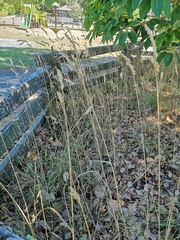 Phalaris arundinacea