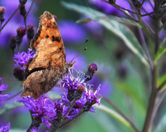 Polygonia comma