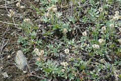 Antennaria pulcherrima