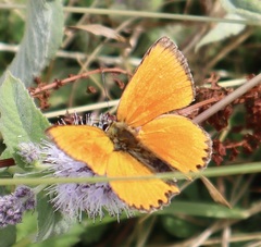 Lycaena virgaureae