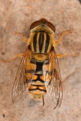 Parhelophilus laetus