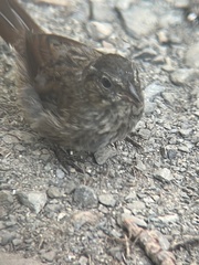 Melospiza melodia morphna