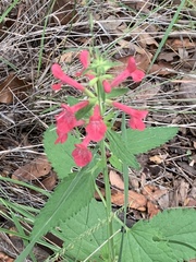 Stachys coccinea