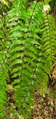 Asplenium polyodon