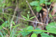 Polygala verticillata isocycla