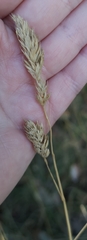 Phalaris arundinacea