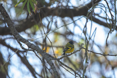 Spinus magellanicus