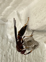 Polistes