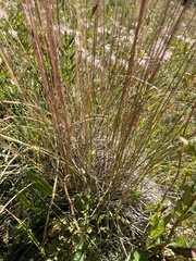 Festuca altaica