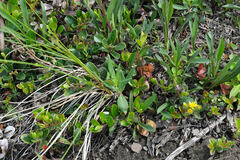Ericaceae