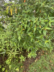 Melastoma denticulatum