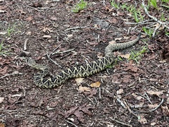 Crotalus adamanteus