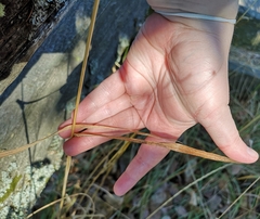 Phalaris arundinacea