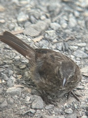 Melospiza melodia morphna