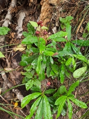 Chimaphila umbellata
