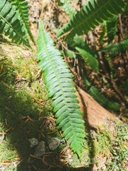 Struthiopteris spicant