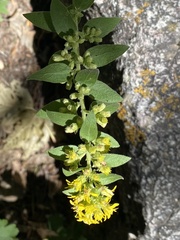 Solidago velutina