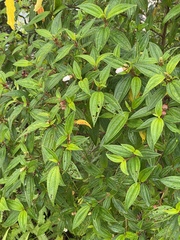 Melastoma denticulatum