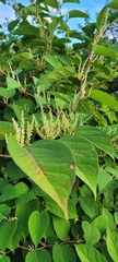 Rumex britannica