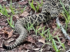 Crotalus adamanteus