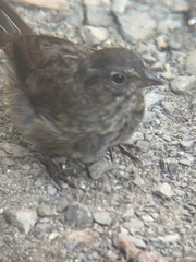 Melospiza melodia morphna