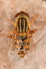 Parhelophilus laetus