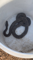 Pantherophis obsoletus