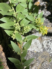 Solidago velutina
