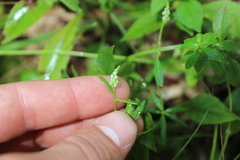 Polygala verticillata isocycla