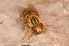 Parhelophilus laetus