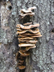 Trametes cubensis