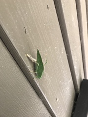 Microcentrum californicum