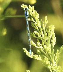 Enallagma carunculatum
