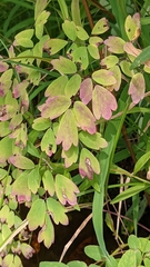 Thalictrum pubescens