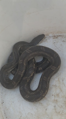 Pantherophis obsoletus